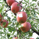 Image for article titled Apple Apples Are Not from Apple